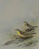 Blue-Headed Wagtails by George Edward Lodge, gouache, sold Apr 2025