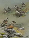 Dotterel, Winter and Summer by George Edward Lodge, gouache, sold Apr 2025
