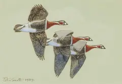 Three Red Breasted Geese by Peter Scott, 1989, watercolour, sold Apr 2025