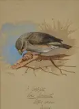 Crossbill by Archibald Thorburn, pencil and watercolour, sold Apr 2025