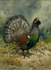Capercaillie by Brian Rawling, watercolour, sold Apr 2025