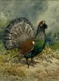 Capercaillie by Brian Rawling, watercolour, sold Apr 2025