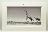 Dance by Anup Shah, print, sold Feb 2023