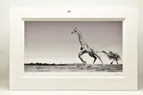Dance by Anup Shah, print, sold Feb 2023