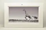 Dance by Anup Shah, print, sold Feb 2023