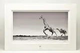 Dance by Anup Shah, print, sold Jan 2023