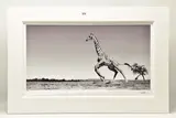 Dance by Anup Shah, print, sold Jan 2023