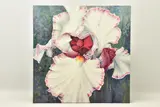 a botanical study of an iris, signed bottom right, box framed oil by Hilary Mayes, oil on canvas, sold Dec 2022