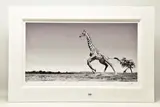 Dance by Anup Shah, print, sold Nov 2022