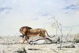 A lion and its kill in the savannah Signed and dated Larry Norton by Larry Norton, Oil on canvas, sold May 2022