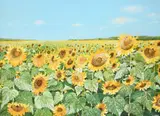Sunflowers near Beaulieu Signed C by Chris Wild, Oil on board, offered May 2022