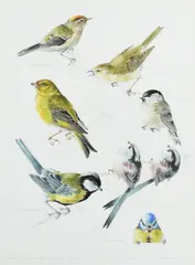 Studies of a Goldcrest by Mildred E. Eldridge, Pencil and watercolour, sold May 2022