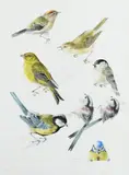 Studies of a Goldcrest by Mildred E. Eldridge, Pencil and watercolour, sold May 2022