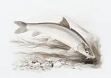 Barbel by Roger McPhail, Watercolour, sold May 2022