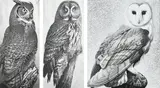 Great Horned Owl by Colin See Paynton, pencil, sold May 2022