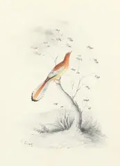 Orange feathered bird on a branch Signed E by Edward Lear, Pencil and watercolour, heightened with gold paint, sold Mar 2022