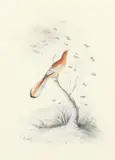 Orange feathered bird on a branch Signed E by Edward Lear, Pencil and watercolour, heightened with gold paint, sold Mar 2022