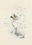Crested bird on a branch Signed E by Edward Lear, Pencil and watercolour, heightened with gold paint, sold Mar 2022