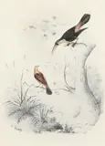 A large-billed bird and another on tree branches Signed E by Edward Lear, Pencil, watercolour and bodycolour, heightened with gum-arabic and gold paint, sold Mar 2022