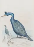 European shags by Frederick William Frohawk, Pencil and watercolour, sold Mar 2022