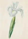 Study of an iris Inscribed A by Albertus Jonas Brandt, Watercolour within brown ink framing lines, sold Mar 2022