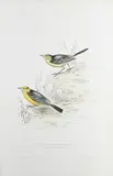 Yellow Headed Wagtail by John Gould, lithograph, offered Mar 2022
