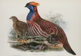 And Henry Constantine Richter by John Gould, lithograph, sold Mar 2022