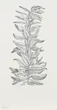 Herbal by Pietro Andrea Mattioli, pencil, sold Mar 2022
