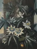 The Blue Passion Flower from the Temple of Flora by Dr Robert Thornton, Aquatint and stipple engraving, 1800, sold Dec 2014