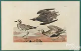 by Robert Havell by John James Audubon, hand colored aquatint, sold Apr 2024