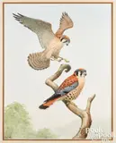 of two kestrels by Earl Lincoln Poole, watercolor and gouache, sold Apr 2024