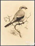drawing of a shrike by Earl Lincoln Poole, pencil, sold Apr 2024