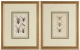 ARACHNID ENGRAVINGS, LOT OF TWO by Georges Cuvier, hand-colored engraving on paper, sold Apr 2025
