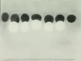 Untitled by Thomas Nozkowski, Pencil on paper, sold Mar 2022