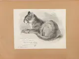 Untitled by Ernest Thompson Seton, Watercolor of cougar/mountain lion by Ernest Thomas Seton (1860-1946) English-born Canadian-American author, sold Jun 2023
