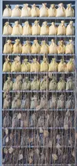 New Spring Dust by Rosamond Berg, 1984, mixed media, wood, fabric, string and feathers in artists frame, sold Oct 2020