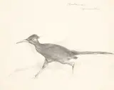 Roadrunner by Matsumi Kanemitsu, graphite on paper from spiral notebook, sold Oct 2020