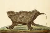 Echidna by Antoine-Charles Vauthier, c.1827, watercolour, pen and ink on paper, sold May 2023
