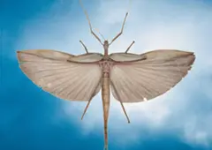 Untitled (Locust) by Michael Riley, 2000/2005, inkjet print on Ilford Galerie paper, sold Mar 2023