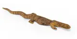 Perentie (Lizard) by Tim Leura Tjapaltjarri, 1980, synthetic polymer paint on carved wood, sold Mar 2023