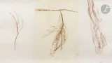 Branches et feuillages by Lionel Guibout, 1993, Sanguine sur trois papiers, sold Jul 2025