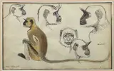 Étude de singes et de têtes de singes by Pierre Dandelot, Aquarelle et encre, sold Jan 2024