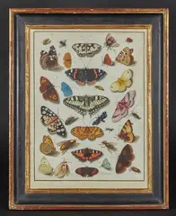 Différentes variétés de papillons et insectes by Ic. Riehman, Aquarelle gouachée sur traits de crayon noir sur vélin, sold Dec 2023