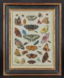 Différentes variétés de papillons et insectes by Ic. Riehman, Aquarelle gouachée sur traits de crayon noir sur vélin, sold Dec 2023