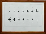 Eye bird shooting". Part I : apprendre à l'œil à évaluer la distance en fonction de la taille. Méthode de tire unique et originale by Laurent Bertin, Lithographie justifiée N°60/100, sold Dec 2024