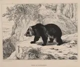 Ours du Mississipi. 1836 by Antoine-Louis Barye, Lithographie sur chine appliqué, avec la lettre, sold Dec 2023