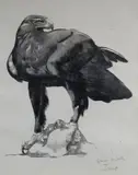Aigle royal by Paul Jouve, Lithographie originale, tirage au noir, sold Feb 2019
