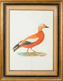 Canard orange d’égypte by Jacques Barraband, Aquarelle, sold Oct 2018