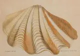 Coquillage by Aloys Zötl, 1879, Aquarelle, sold Oct 2018