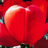 Tulip as My Heart in the Universe by James Lahey, ultrachrome ink on canvas on board, sold Mar 2024